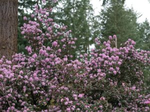 Rhododendron racemosum 508sd1996