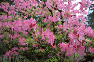 Rhododendron 'Marie Hoffman'