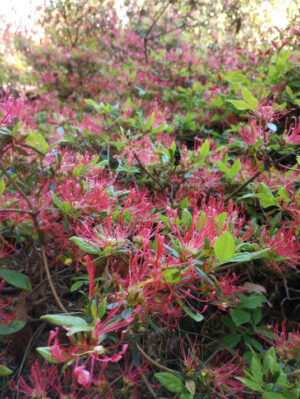 Rhododendron kaempferi 'Semperflorens'