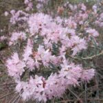 R. pubescens 'Fine Bristles