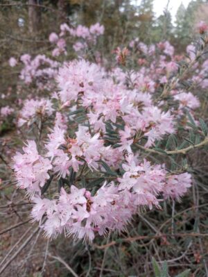 R. pubescens 'Fine Bristles