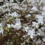 R. serpyllifolium white form