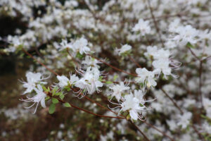 R. serpyllifolium white form