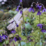 Soldanella cyanaster