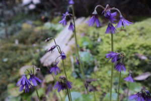 Soldanella cyanaster