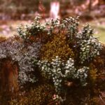 vaccinium nummularia on stump