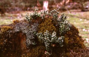 vaccinium nummularia on stump