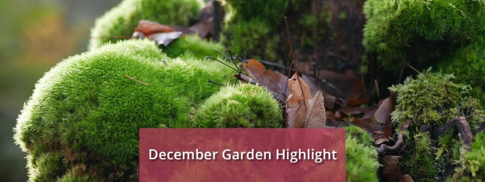 DecemberGardenHighlights-1k