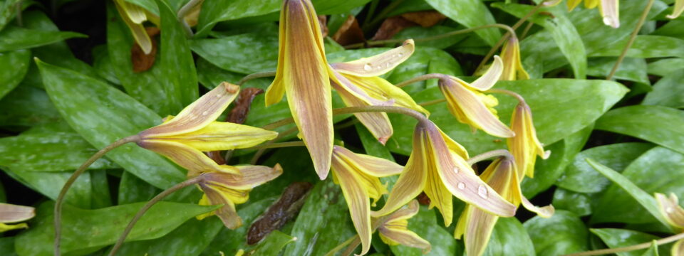 Erythronium americanum, Branklyn Garden, Scotland