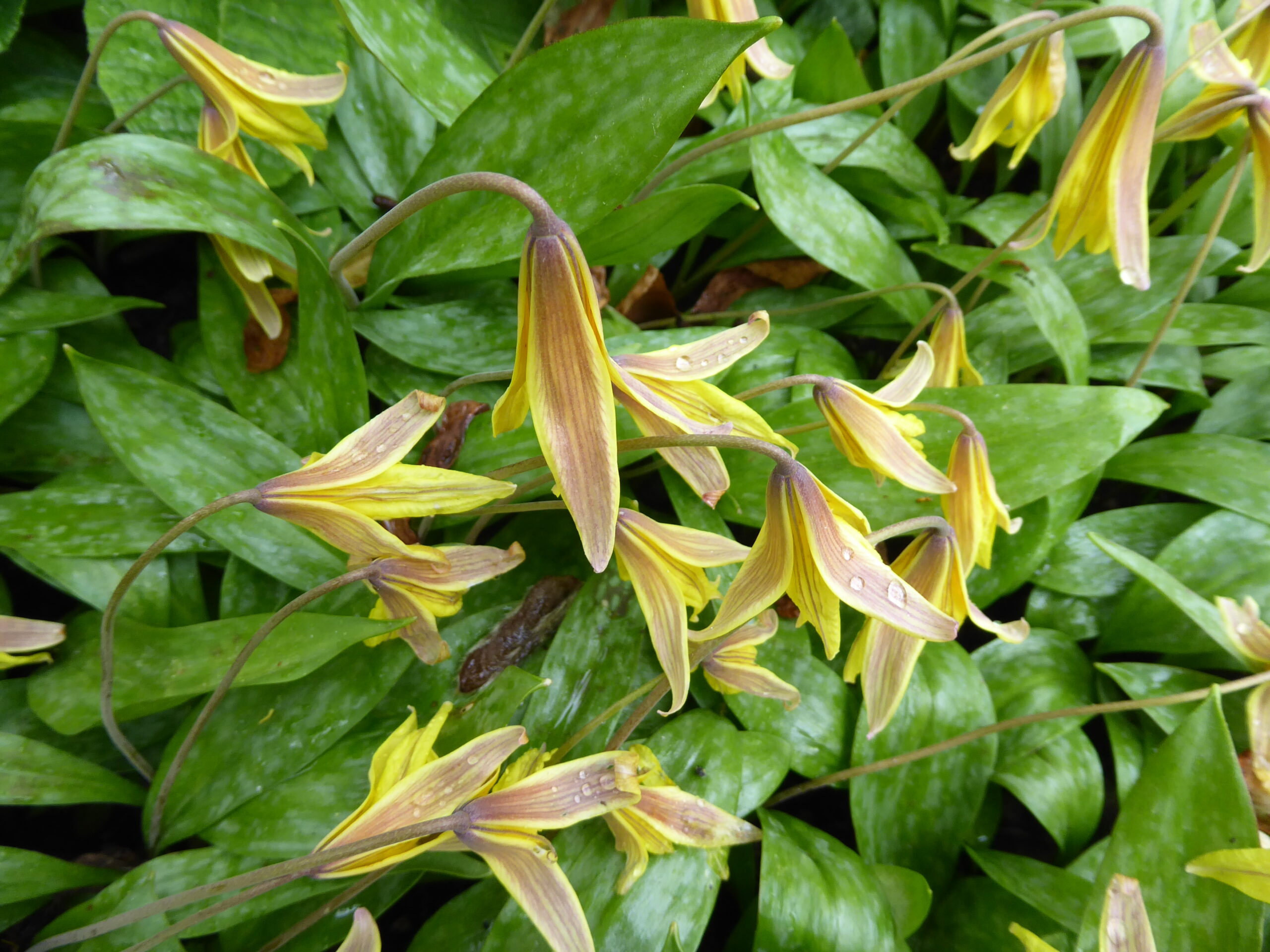 Erythronium americanum, Branklyn Garden, Scotland