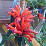Aeschynanthus-tengchungensis
