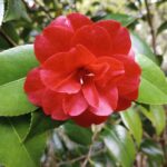 Camellia ‘Black Prince’