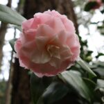 Camellia ‘Desire