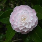 Camellia ‚Grace Albritton‘