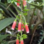 Dimorphanthera collinsii SEH#11060