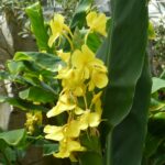 Hedychium wardii
