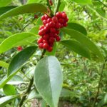 Ilex fargesii aff. (ex. SEH#009)