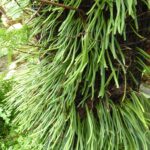 Pyrrosia angustissima SEH#15123