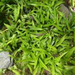 Pyrrosia lingua SEH#1254