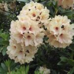 R.-‘Glendoick-Petticoats