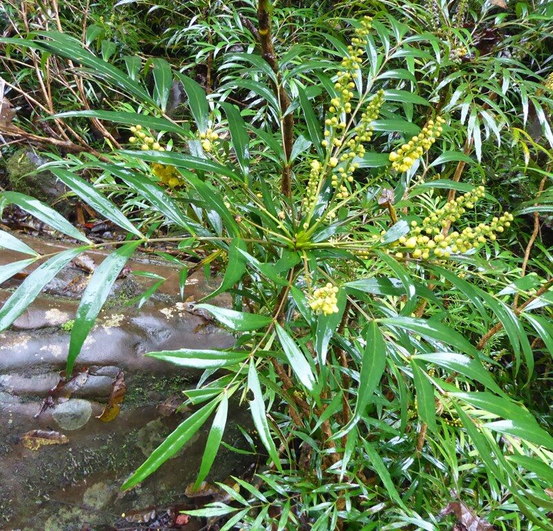 Mahonia-eurybracteata-subsp.-ganpinensis-Sichuan