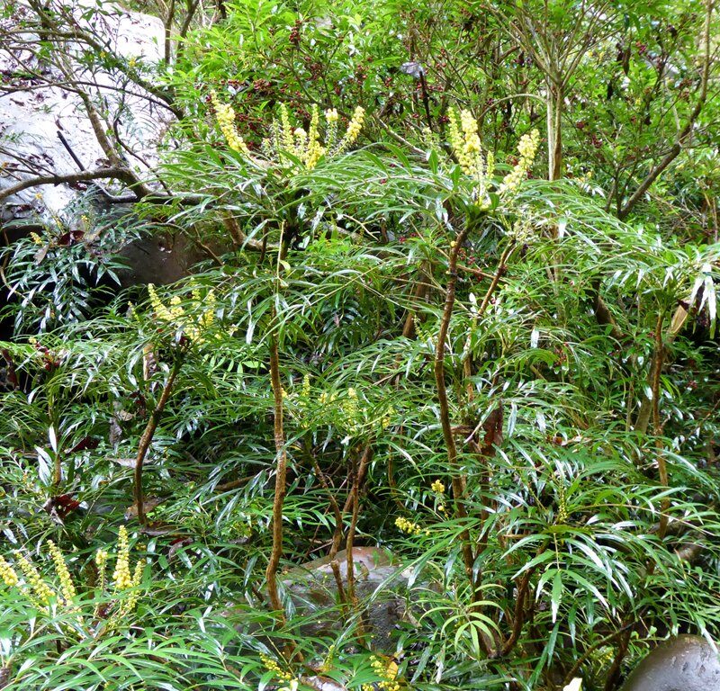 Mahonia eurybracteata subsp. ganpinensis, Sichuan, China