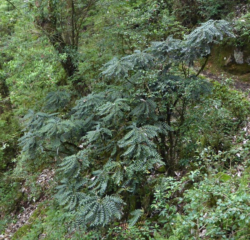 Mahonia napaulensis in the Sikkim Himalaya-