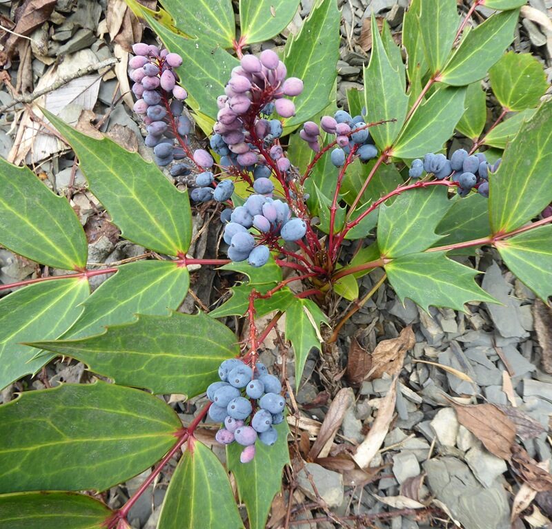 Mahonia-species-nova-Hubei-China