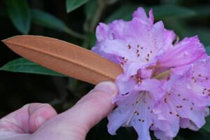 Rhododendron elegantulum