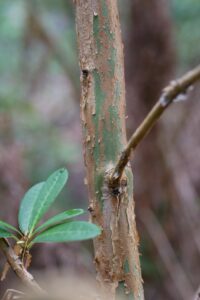 R. neriiflorum ssp. phaedropum 2018/121 (Will Clausen)