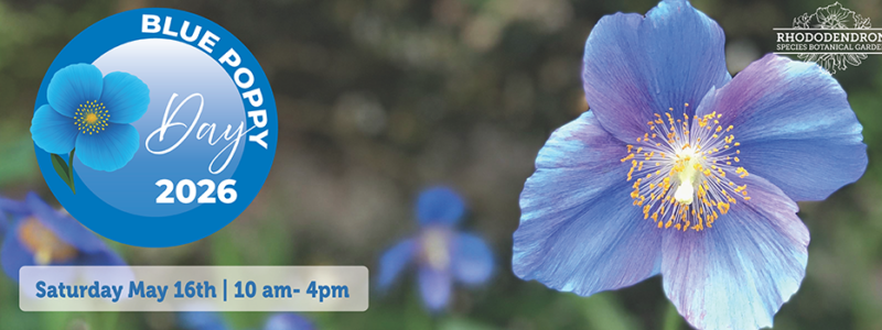 Blue Poppy Day Event Slider 960×350