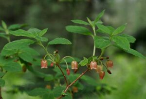 R. menziesi ( Lemah Meadow, Kittitas County, Washington)