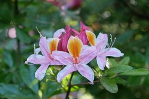 R. occidentale