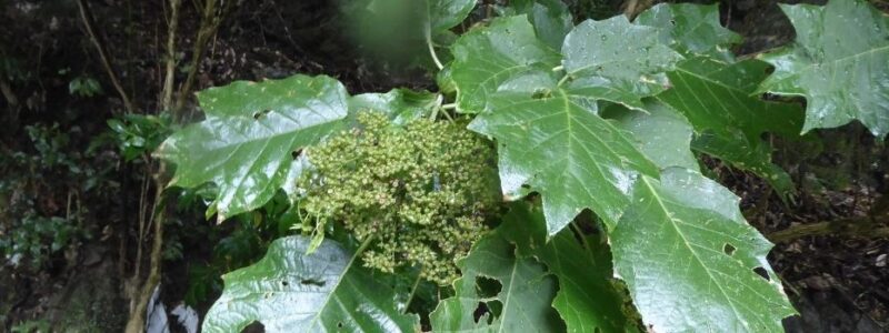 September Webinar_R. The fabulous and very rare Hydrangea sikokiana, Honshu, Japan