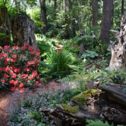 Victorian Stumpery