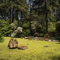 Pond Garden