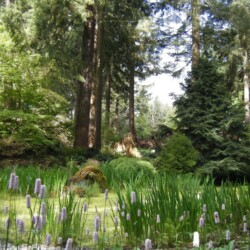 Pond Garden