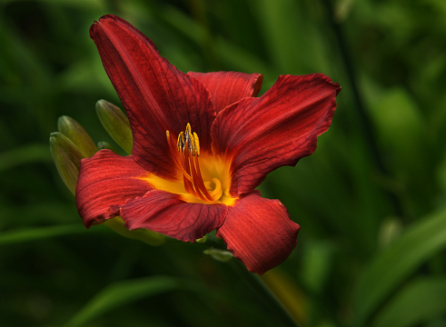 Intro to Photography-525x197