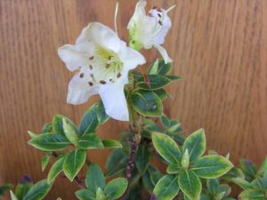 R crenulatum R crenulatum