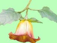Dendrological Plant Image Gallery