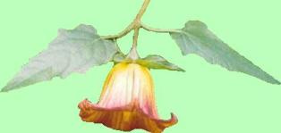 Dendrological Plant Image Gallery