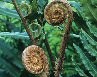 Hardy Fern Foundation