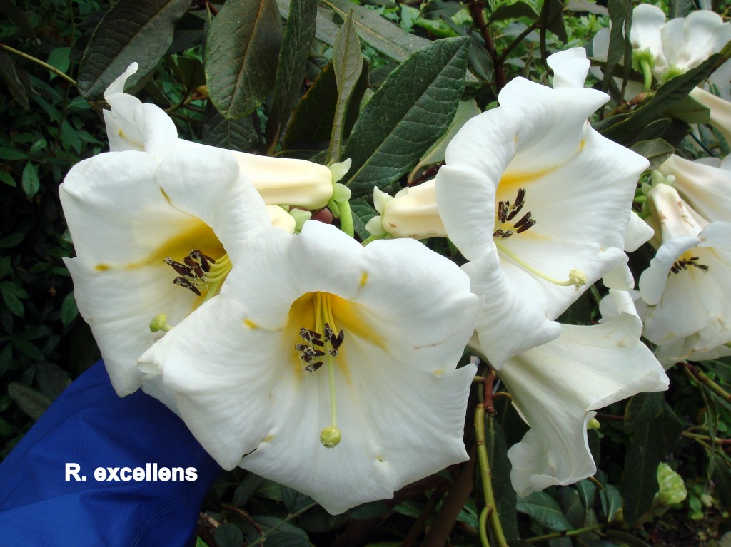 R._excellens_Botanica_Germany_2010_131