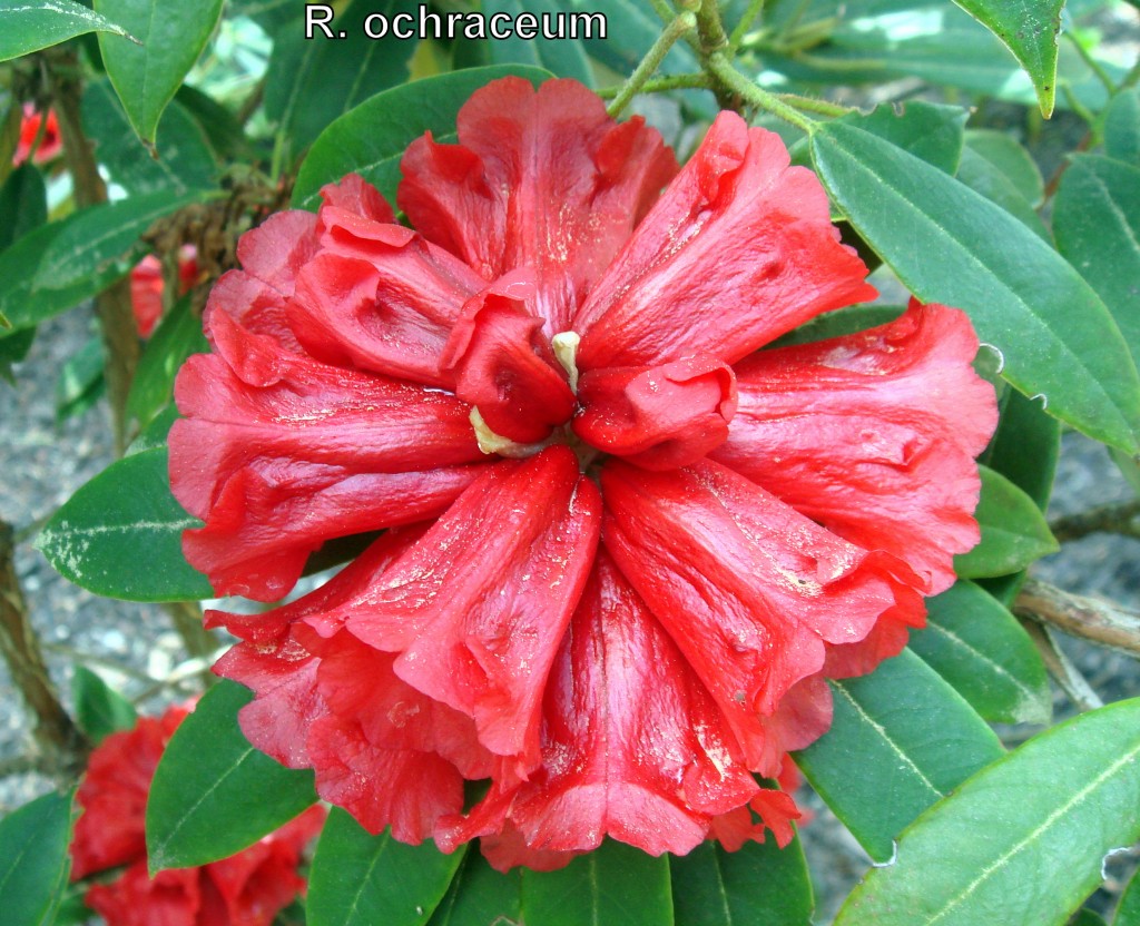 R._ochraceum_040