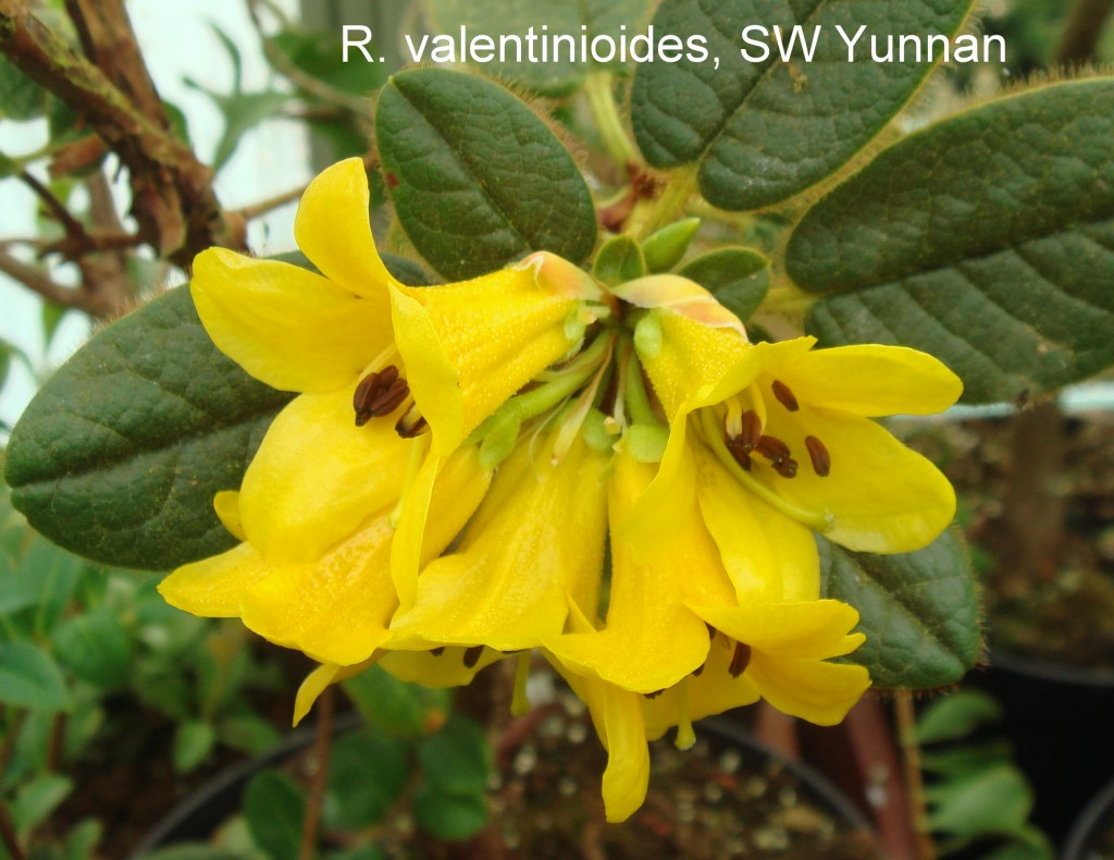 R__valentinioides_646