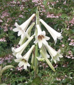 cardiocrinum4