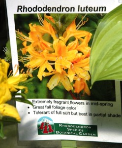 0-R Luteum Golden Comet-DSC_0690-480x580