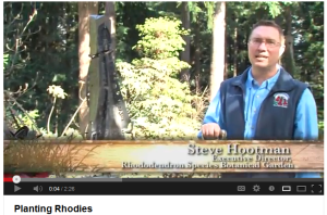 video-planting-rhodys