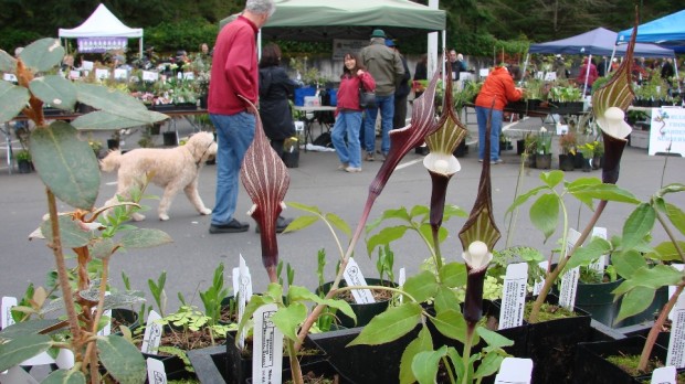 Arisema-and-shoppers-w-dog.-960x541jpg