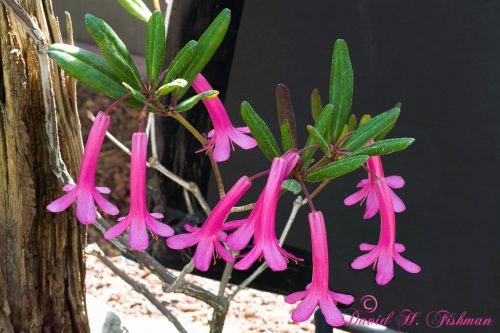 R. praetervisum